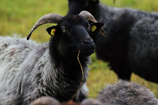 Close-up of Hebridean sheep with horns, source of natural wool for Ardalanish tweed fabric.