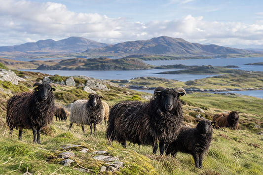 Hebridean sheep in a Scottish island landscape, representing the native British wool used in Moda de la Maria tweed garments.